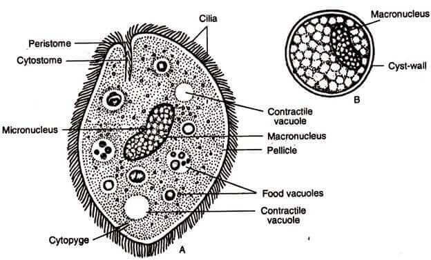 opbygning af encellede parasitter