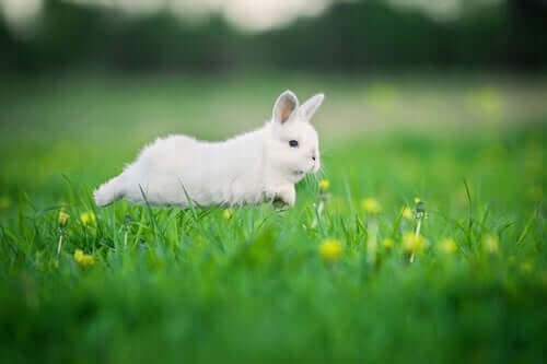 en hvid kanin på en mark
