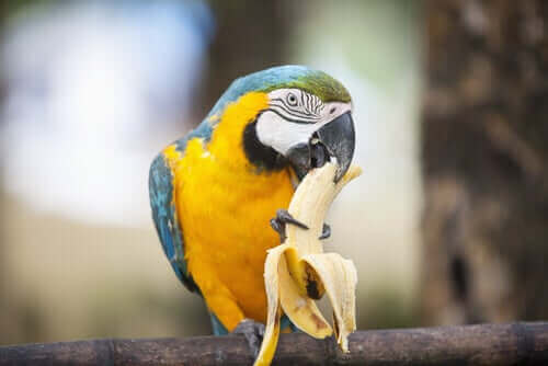 Kost og ernæring til en papegøje - fakta og tips