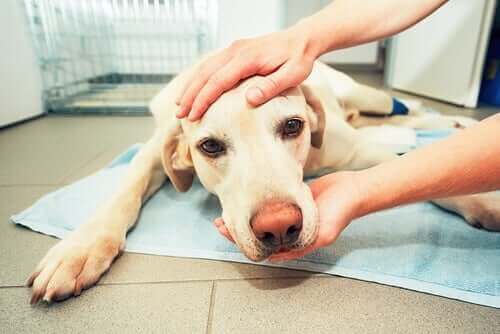 Hæmangiosarkom hos hunde - Symptomer og behandling