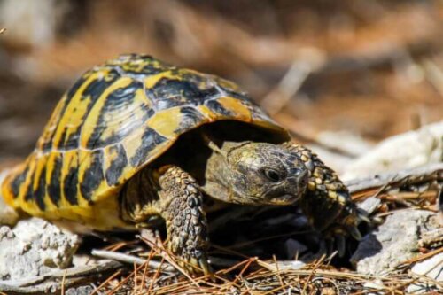 Skildpadde i solen er eksempel på skildpadder i Spanien