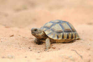 Den fascinerende verden af skildpadder i Spanien