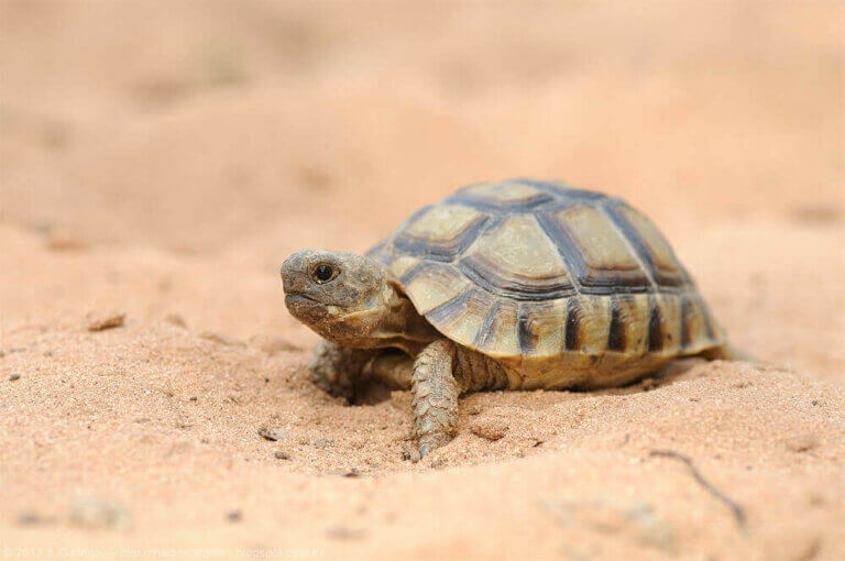 Den fascinerende verden af skildpadder i Spanien