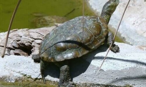 Skildpadde på sten