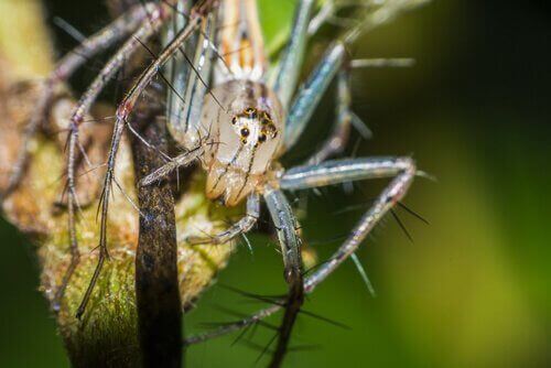 Smilende edderkopper: Adfærd og levested