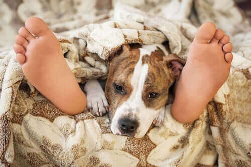Det store spørgsmål: Er det sikkert at sove med et kæledyr?