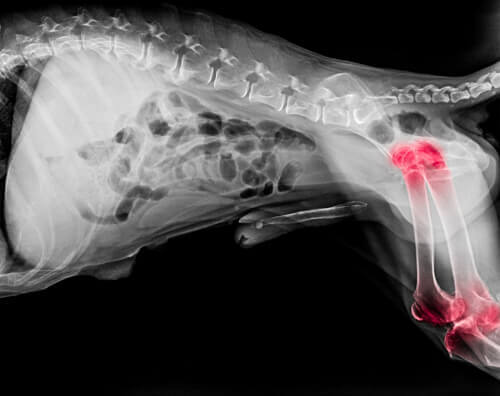 røntgenbillede af en hund