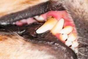 Behandling af tandkødsbetændelse hos hunde