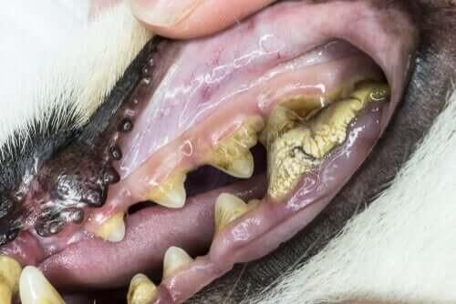 En hund med alvorlig tandkødsbetændelse 