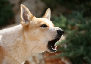 En hund med åben mund