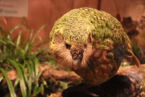 Den kæmpe papegøje minder meget om en art af papegøjer, der stadig lever i øjeblikket. Dette dyr er den meget mærkelige kakapo (Strigops habroptilus), også kaldet uglepapegøjen