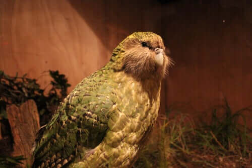 En kæmpe papegøje er blevet opdaget i New Zealand!