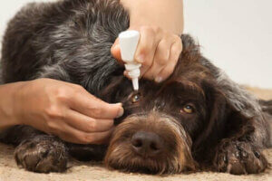 Øjeninfektioner hos hunde - årsager og behandling