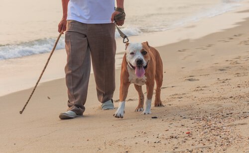 mand går tur med hund på stranden