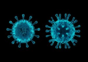 Coronavirus blandt hunde: 5 ting, du skal vide