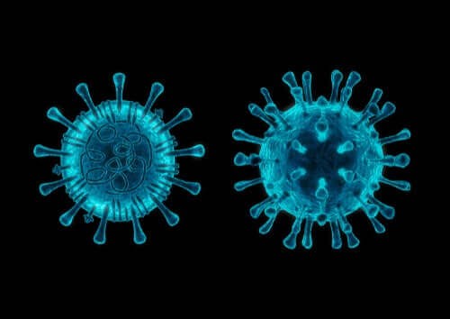 Coronavirus blandt hunde: 5 ting, du skal vide