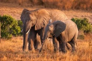 Interessante fakta om de vilde elefanters adfærd