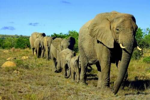 Elefanter er sociale dyr og vandrer sammen