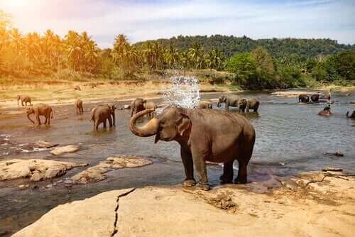 Elefanter ved en flod viser vilde elefanters adfærd