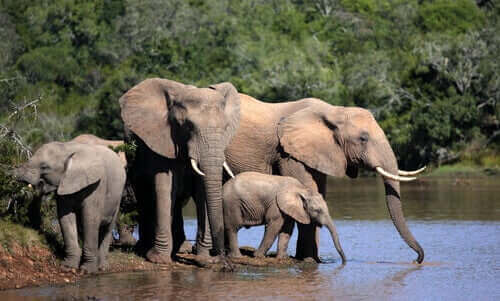 en flok elefanter drikker vand som eksempel på vilde elefanters adfærd