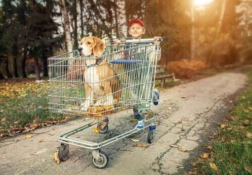 En dreng, der skubber hund i en indkøbsvogn, symboliserer, når man køber en stamtavlehund