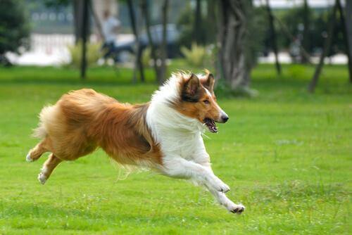 hund løber i en park