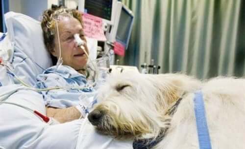 Hospital tillader kæledyr i Canada