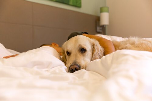 Hund, der ligger med ejer i seng