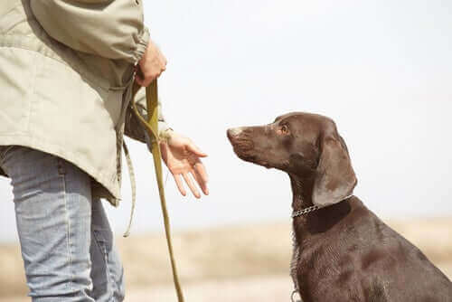 Ejer går tur med hund i snor for at bekæmpe døsighed hos hunde