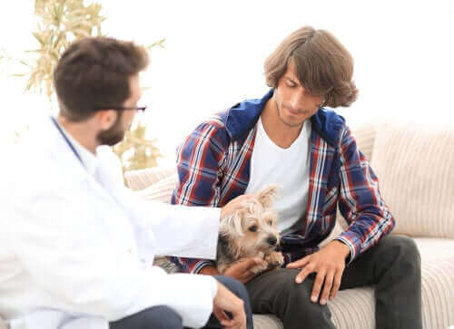 Hyperparathyreoidisme hos hunde: Hvordan påvirker det dem?