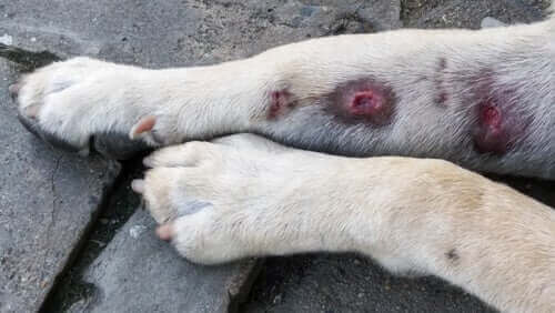 Hævede ben hos hunde: Årsager og symptomer