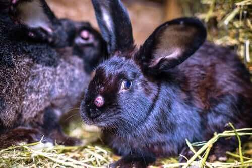Kaniner i bur sammen