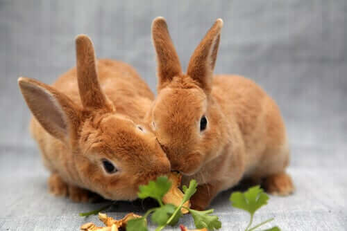 Fødevarer, der er farlige for kaniner