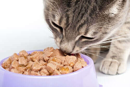 Kat spiser dåsemad som eksempel på god kost til katte med kræft