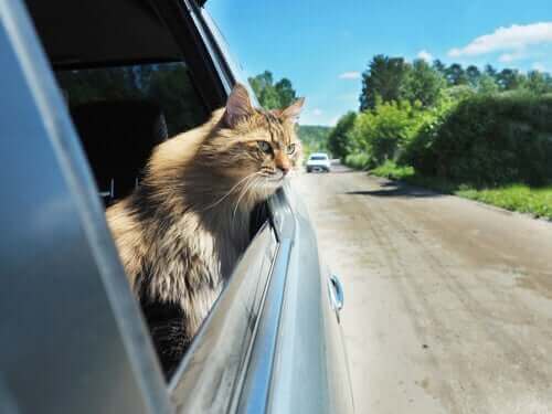 Nogle katte kan lide af køresyge, når de rejser lange afstande
