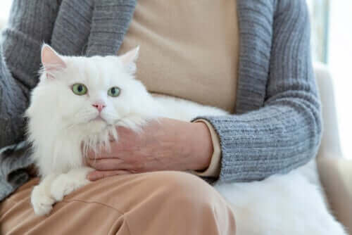 Hvordan er adfærd hos ældre katte?