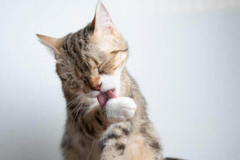 En kat, der slikker sine poter, for at holde sig kølig om sommeren