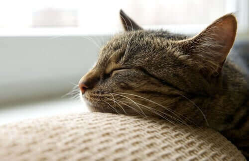 Mange katteejere har mistanke om, at deres kæledyr går i dvale om vinteren, fordi de observerer at de oftere sover