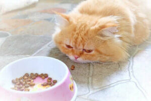 Pleje af en syg kat: Kost og ernæring