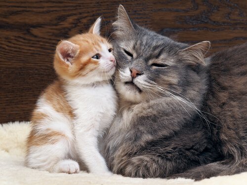 Katte sammen er symbol for vacciner af kæledyr