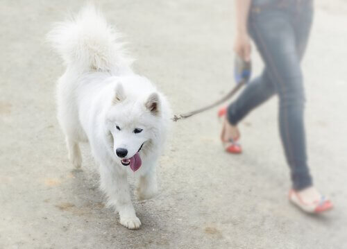 Kvinde viser eksempel på gåture med hunde