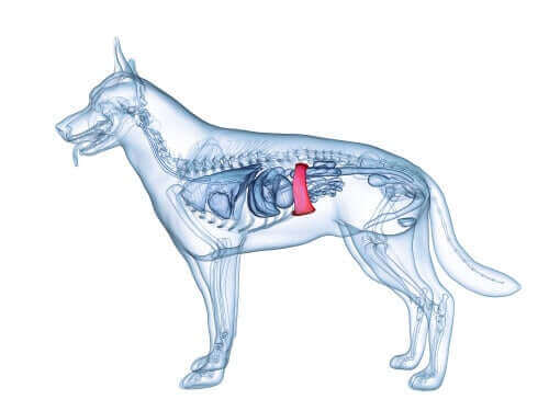 Illustration af miltens placering i hunden