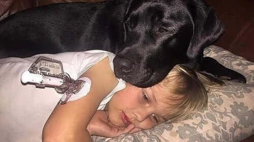 Hund passer syg pige som eksempel på, når hospital tillader kæledyr