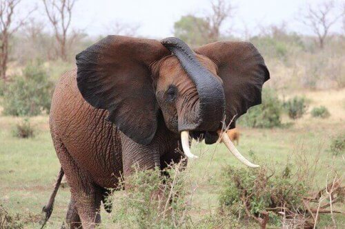 en afrikansk elefant