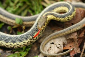 Slangen bruges sin tunge til at finde bytte