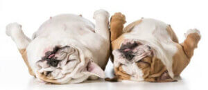 Forskellige årsager til, at hunde snorker