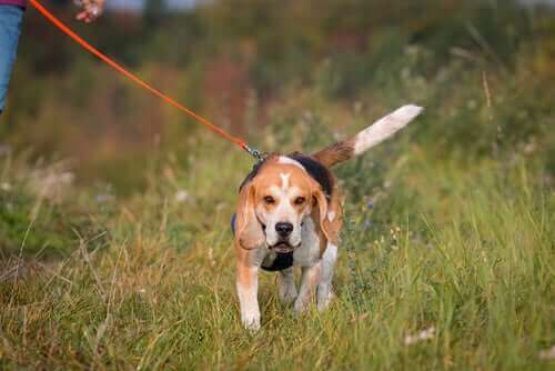 en beagle i snor er en af de bedste hunderacer til trekking
