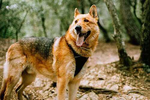 Atila, Spaniens bedste livredderhund