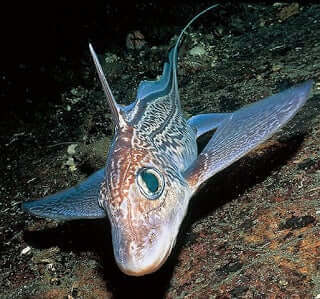Mærkelige fisk: Dybhavs chimera