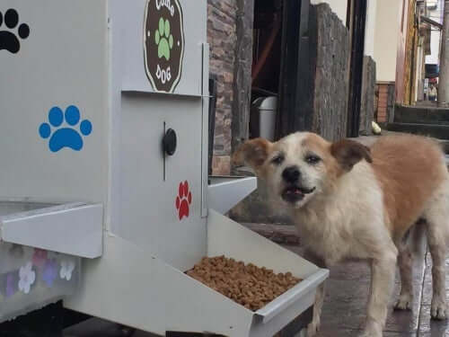 Gadehunde fodres med ny opfindelse i tusindvis